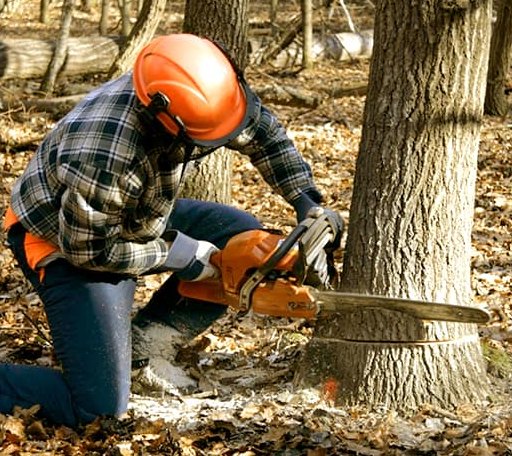 Tree Removal in Monterey, VA